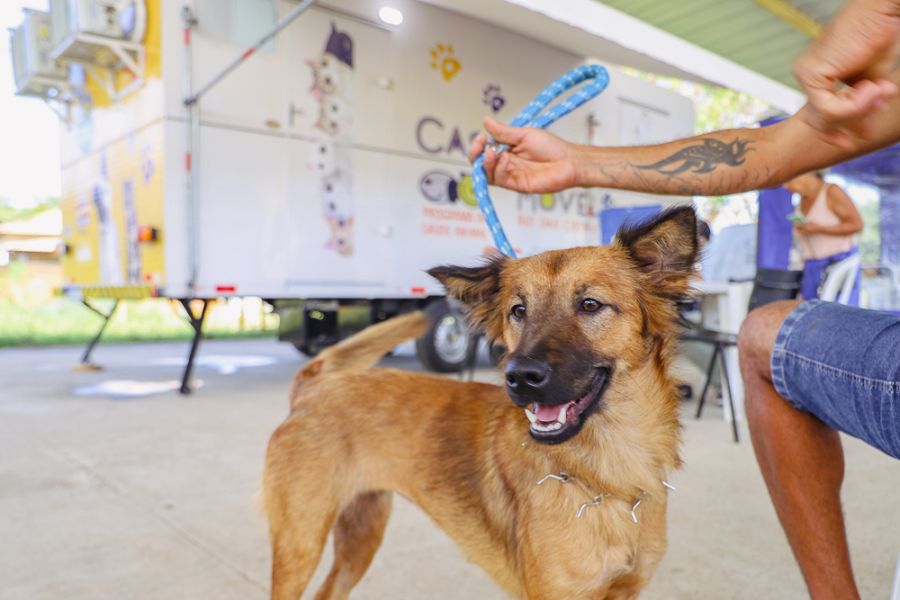 A ação faz parte das atividades da Coordenadoria de Saúde Animal (CSA) Foto: Ákilla Ribeiro