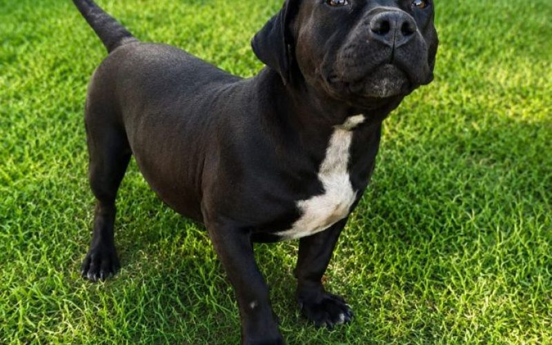 Quem está à procura de um animal de estimação é só chegar à Praça José Pereira Câmara Foto: Divulgação