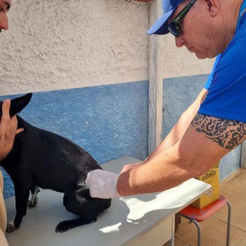 Reforço acontece na zona rural por conta da baixa cobertura. Nas demais localidades animais serão imunizados na campanha deste ano Foto: Matheus Müller