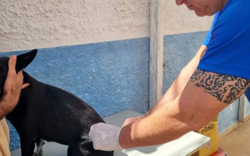 Reforço acontece na zona rural por conta da baixa cobertura. Nas demais localidades animais serão imunizados na campanha deste ano Foto: Matheus Müller