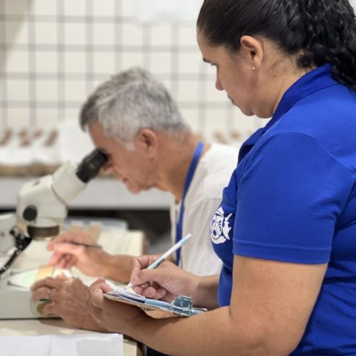 Material é analisado em laboratório e dados vão montar mapas estratégicos, para planejamento ações da Vigilância Foto: Ákilla Ribeiro