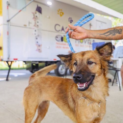 A ação faz parte das atividades da Coordenadoria de Saúde Animal (CSA) Foto: Ákilla Ribeiro