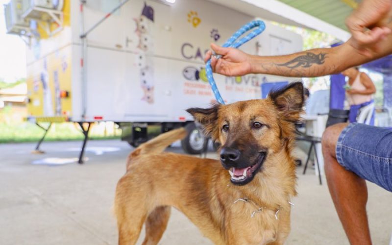 A ação faz parte das atividades da Coordenadoria de Saúde Animal (CSA) Foto: Ákilla Ribeiro