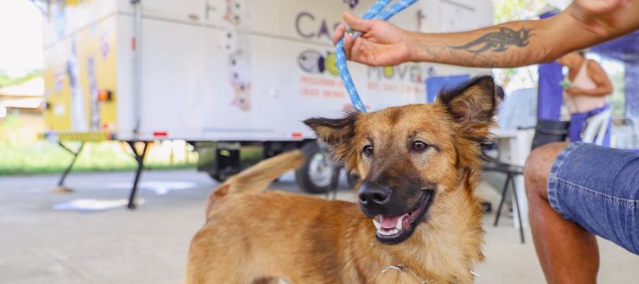 A ação faz parte das atividades da Coordenadoria de Saúde Animal (CSA) Foto: Ákilla Ribeiro