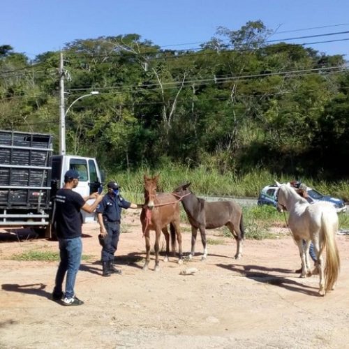 Recolhimento de animais de grande porte soltos nas vias protege população de possíveis acidentes Foto: Divulgação