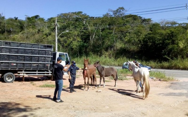 Recolhimento de animais de grande porte soltos nas vias protege população de possíveis acidentes Foto: Divulgação