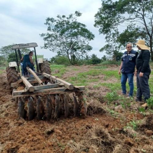 No caso do feijão, estão sendo utilizadas sementes cedidas pela Pesagro-Rio Foto: Divulgação