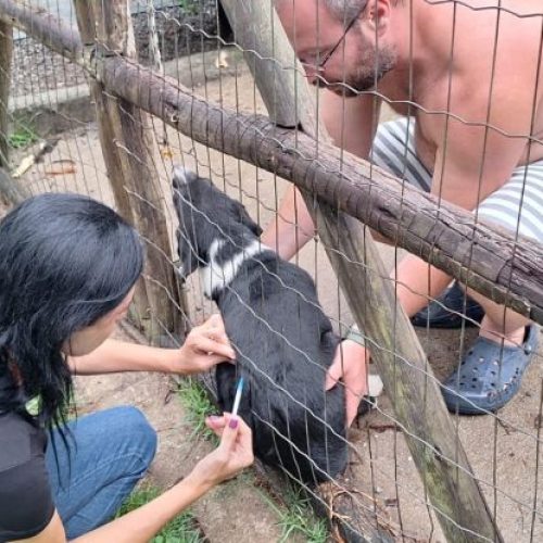 Na ação em Cantagalo no último sábado, quase 300 animais foram imunizados Foto: Ákilla Ribeiro
