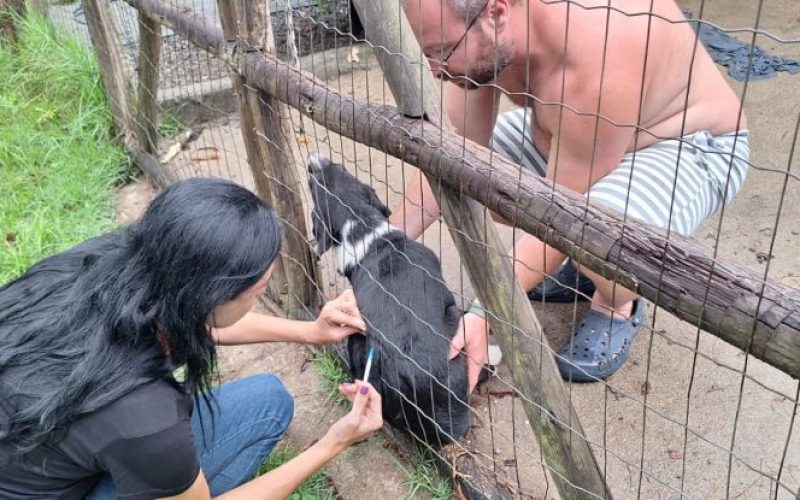 Na ação em Cantagalo no último sábado, quase 300 animais foram imunizados Foto: Ákilla Ribeiro