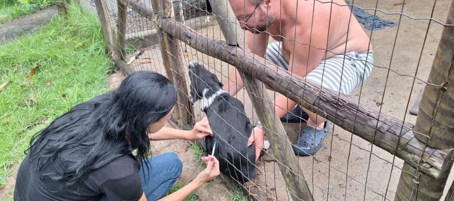 Na ação em Cantagalo no último sábado, quase 300 animais foram imunizados Foto: Ákilla Ribeiro